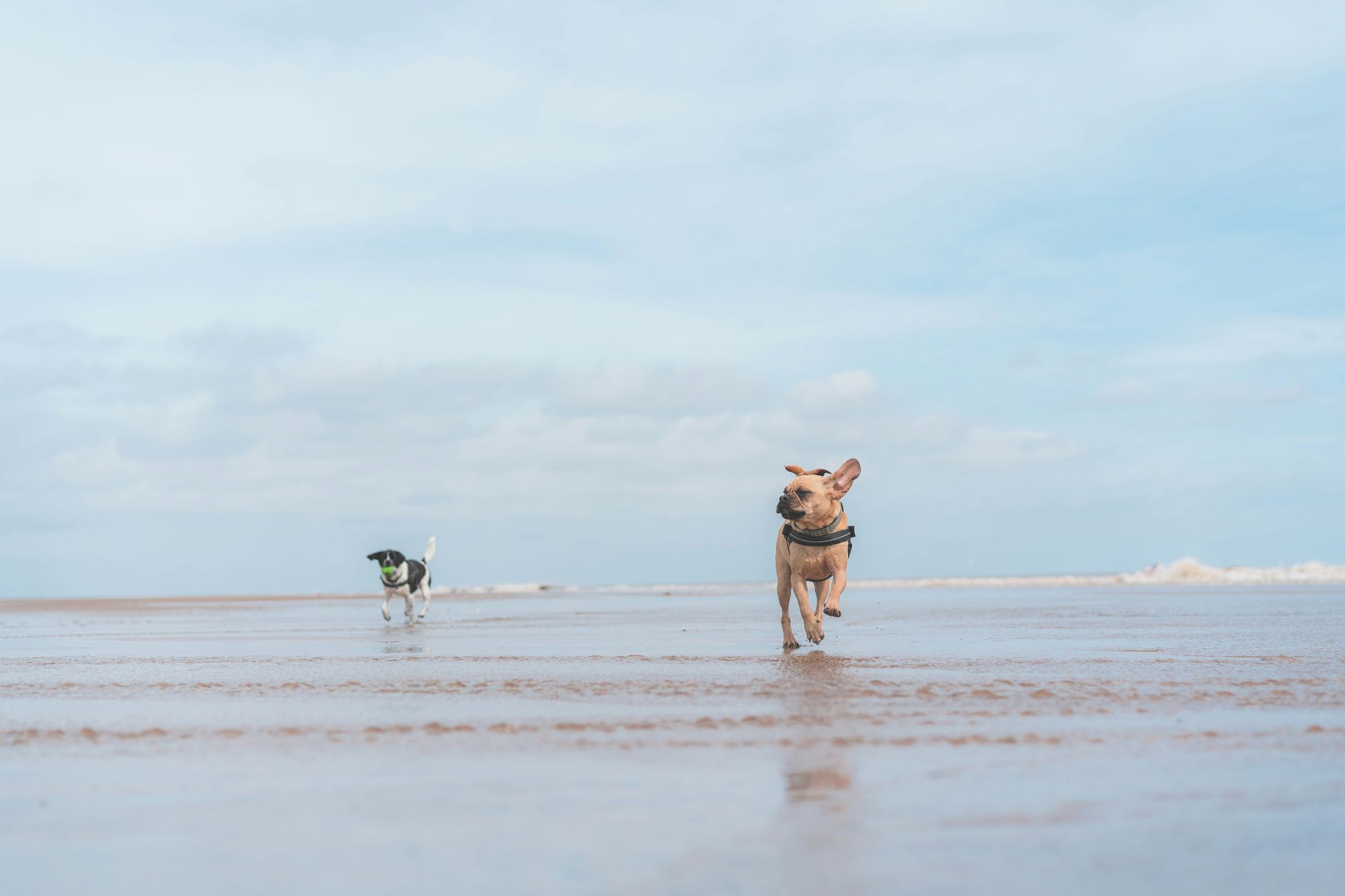 Two dogs run across a sandy beach under a cloudy sky.