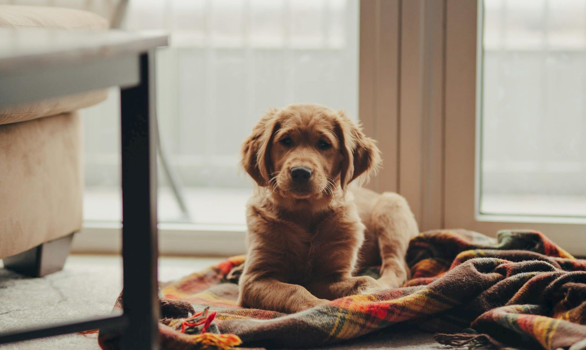A fluffy golden-brown dog lies on a cozy blanket indoors, looking calmly toward the camera.