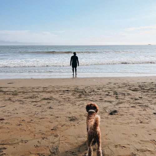 A lone person stands by the ocean on a quiet beach, with a dog in the foreground watching the waves.