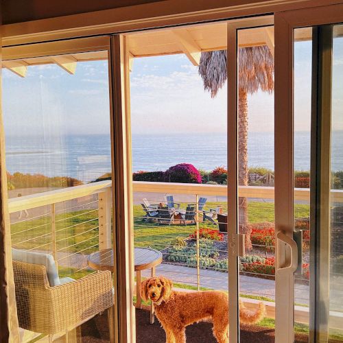 A cozy patio view through glass doors with a brown dog, lounge chairs, flowers, and the ocean beyond.